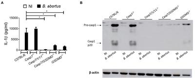 Caspase-8 but not caspase-7 influences inflammasome activation to act in control of Brucella abortus infection